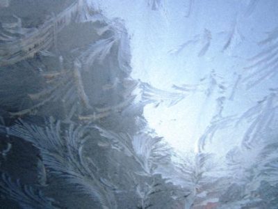 Ferns, Feathers, and Frost Image